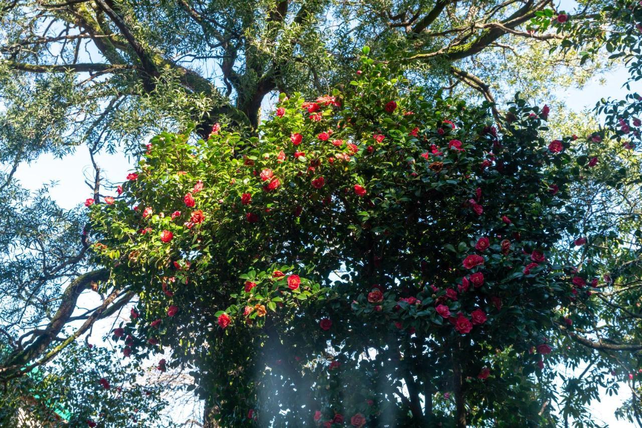 Quinta Das Lamas - Antiga Adega Vouzela Dış mekan fotoğraf